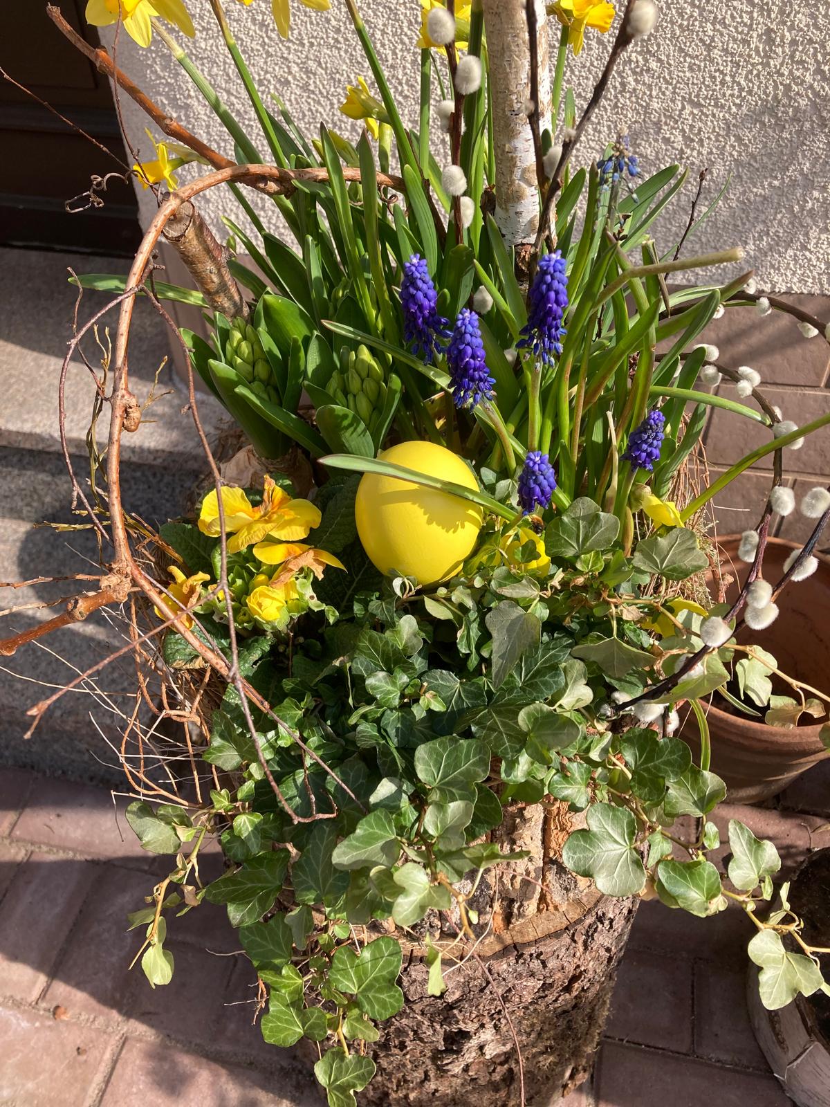 Pflanzkorb mit Narzissen und Traubenhyazinthen