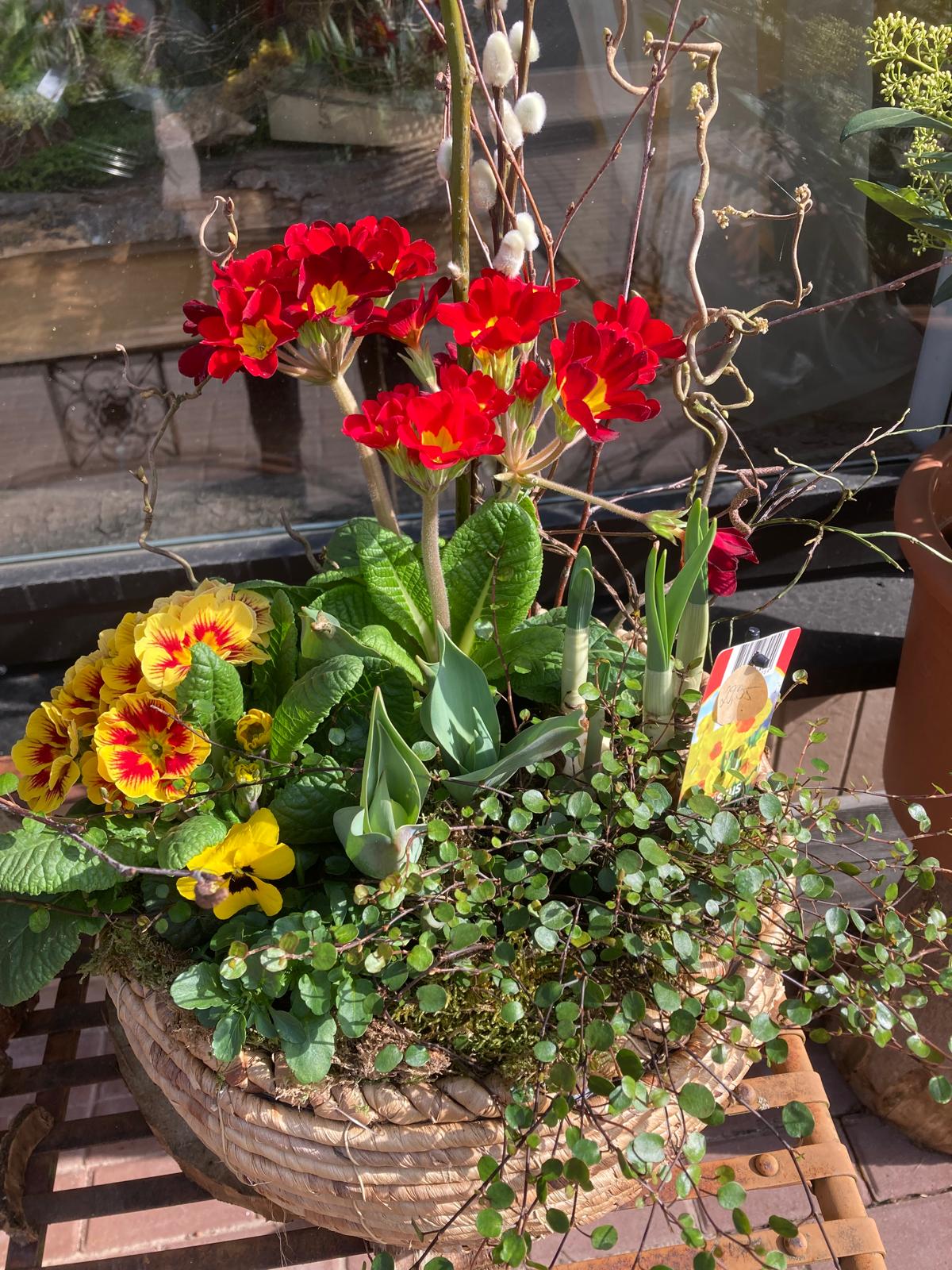Pflanzkorb mit roten und gelben Primeln
